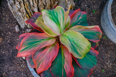 Cordyline fruticosa cv. Jaffa