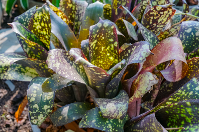 Billbergia Golden Joy Purdie