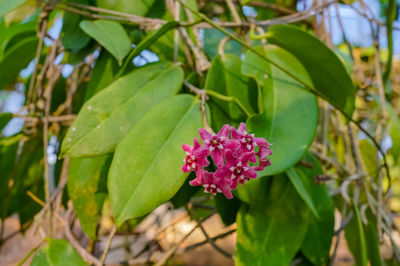 Hoya subcalva