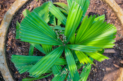 Licuala triphylla