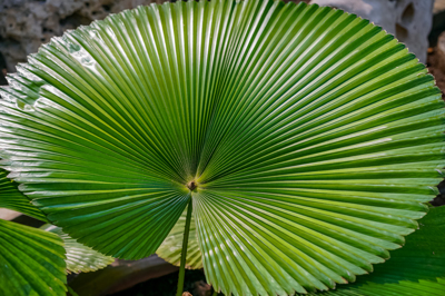 Licuala cordata