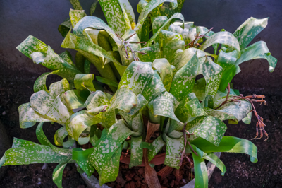 Billbergia White Patches