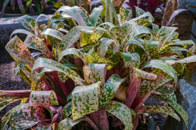 Billbergia Red Champagne