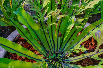 Asplenium nidus (แอ๊สเพล็นเนียม นิดัส)