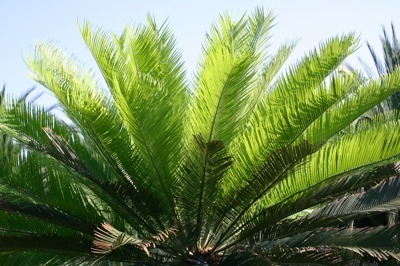 cycas_tansachana (2)