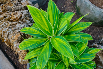 Cordyline fruticosa cv. Golden Stripe