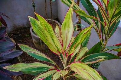 Cordyline fruticosa cv. Jonklass