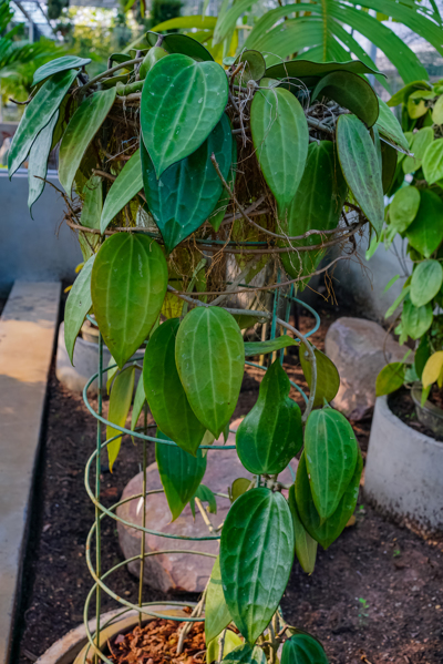 Hoya macrophylla