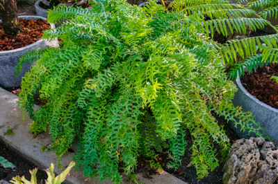 Nephrolepis split leaves (นีโพรลีพิส สปลิต ลีฟ)