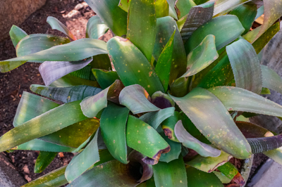 Billbergia vittata Colores