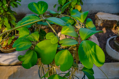 Hoya kerrii variegated