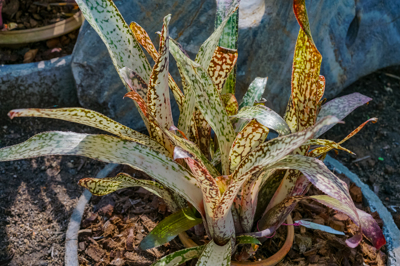 Billbergia Delisiosio