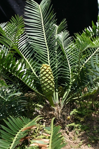 Encephalartos delucanus