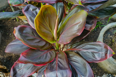 Cordyline fruticosa cv. Margaret Story