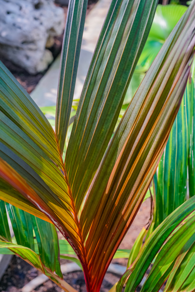 Areca vestiaria