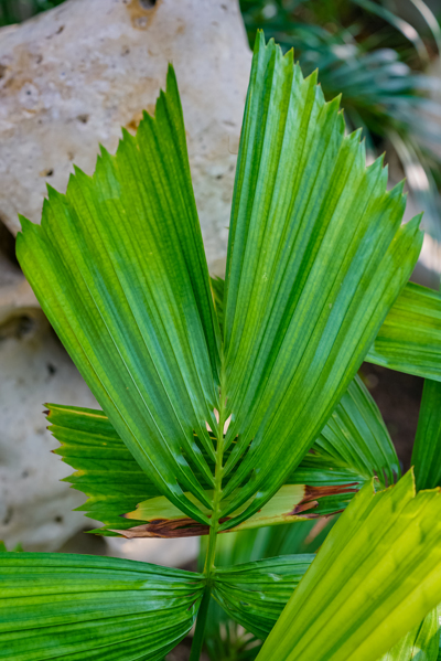 reinhardtia latisecta