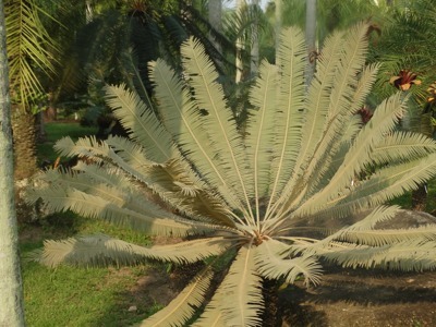 Cycas siamensis