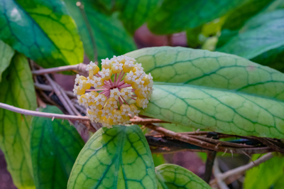 Hoya vitellinoides