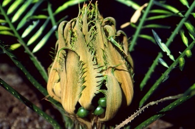 Cycas lindstromii