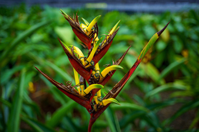 Nongnooch Pattaya Garden: A Haven for Heliconia Conservation