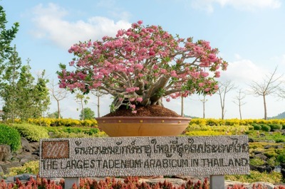 Be Amazed by the Thailand's Largest Adeniums at Nongnooch Pattaya Garden