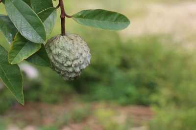 Rediscovering Annona cubensis: A Step Toward Conserving Rare Wild Relatives of Cherished Tropical Fruits