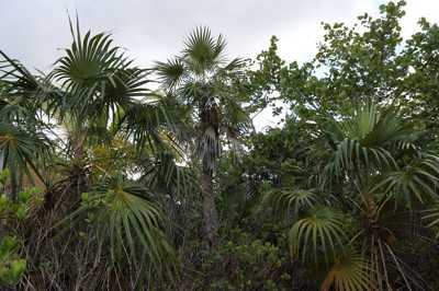 The Endangered Coccothrinax victorini: A Race Against Time for Survival