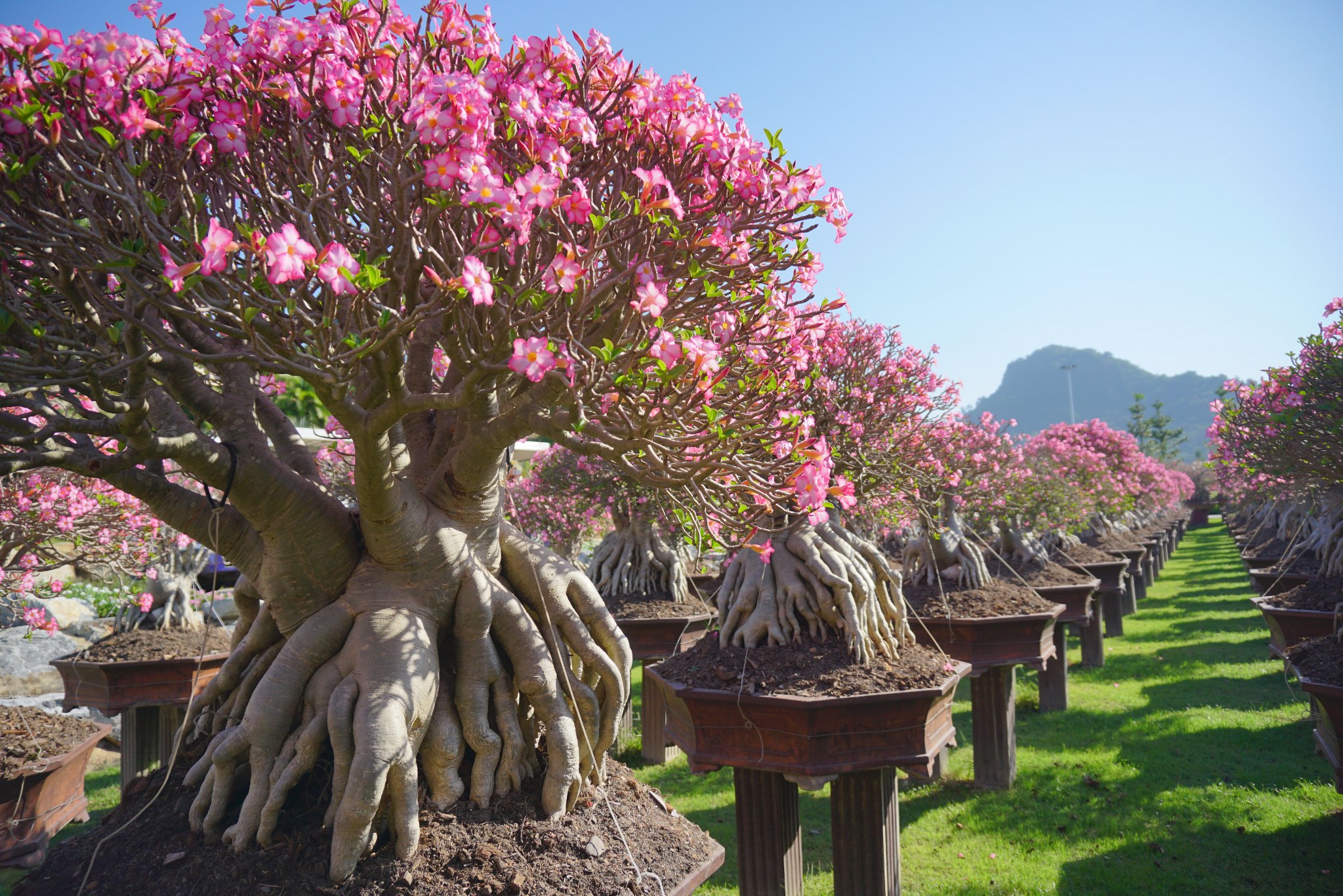 Adenium Garden