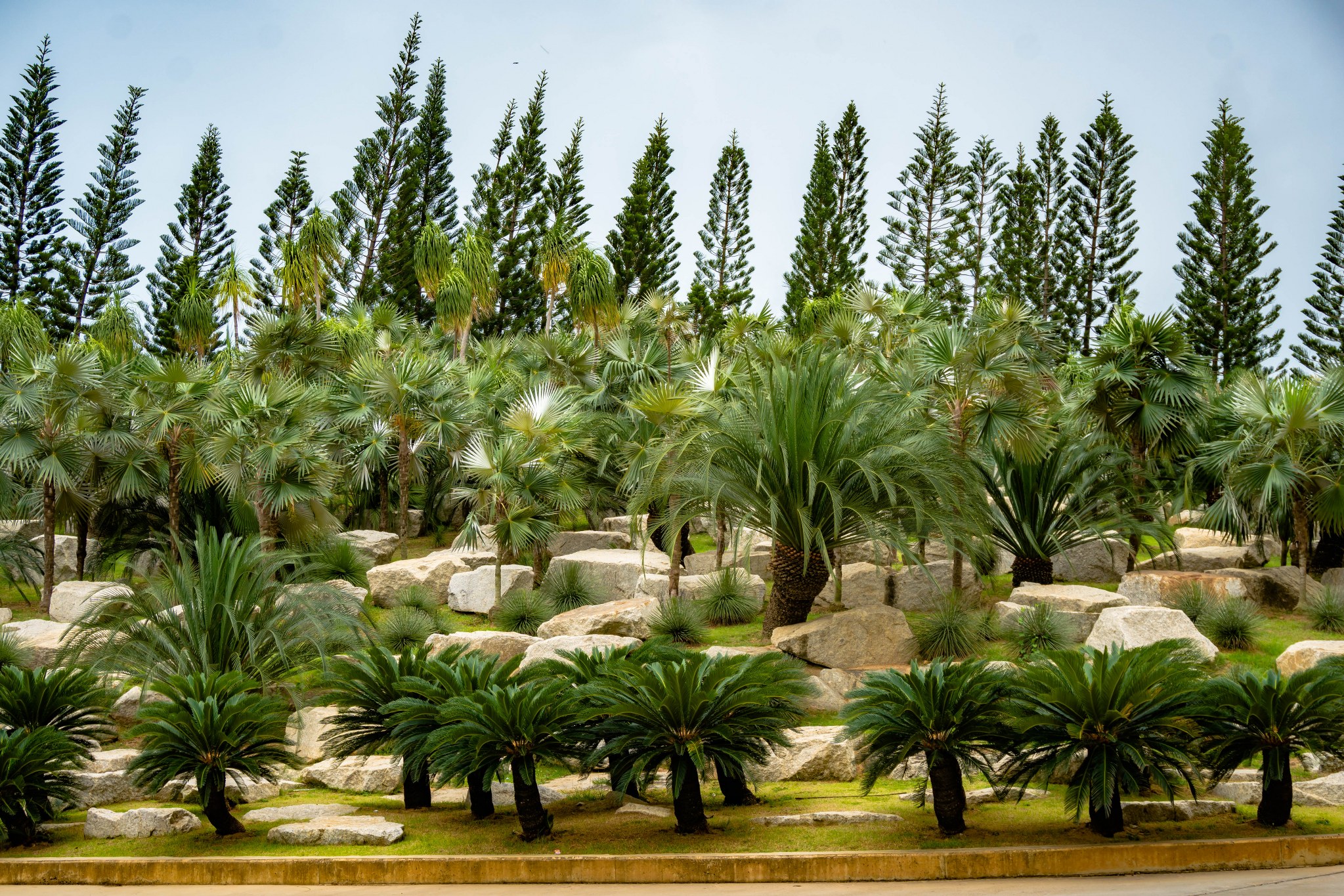 Cycad Valley