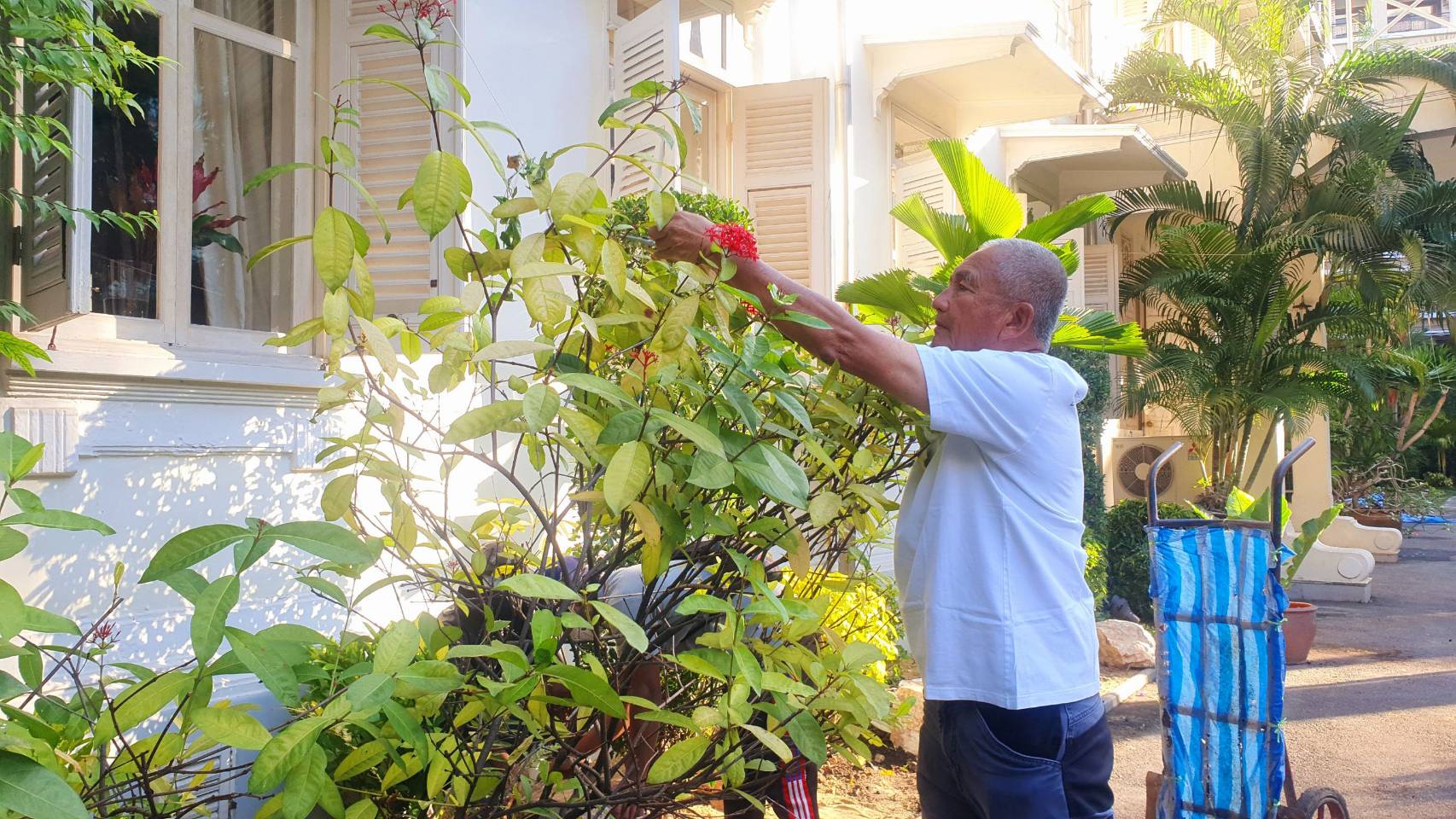 Nongnooch Pattaya garden has invented the friendship garden in the Embassy of the kingdom of Belgium in Thailand it’s the 10Th garden as a New Year’s gift.