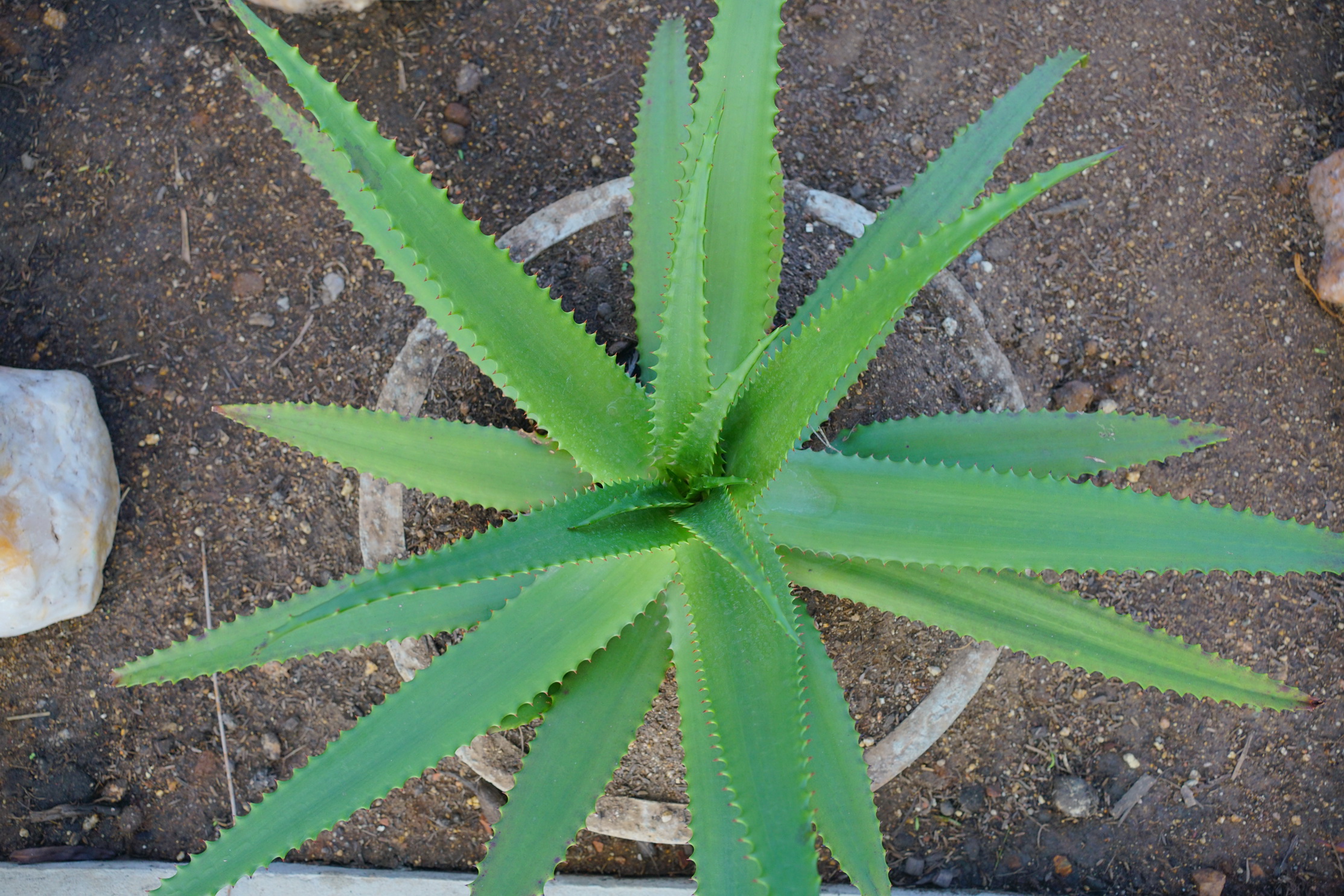 Aloe (ว่านหางจระเข้)