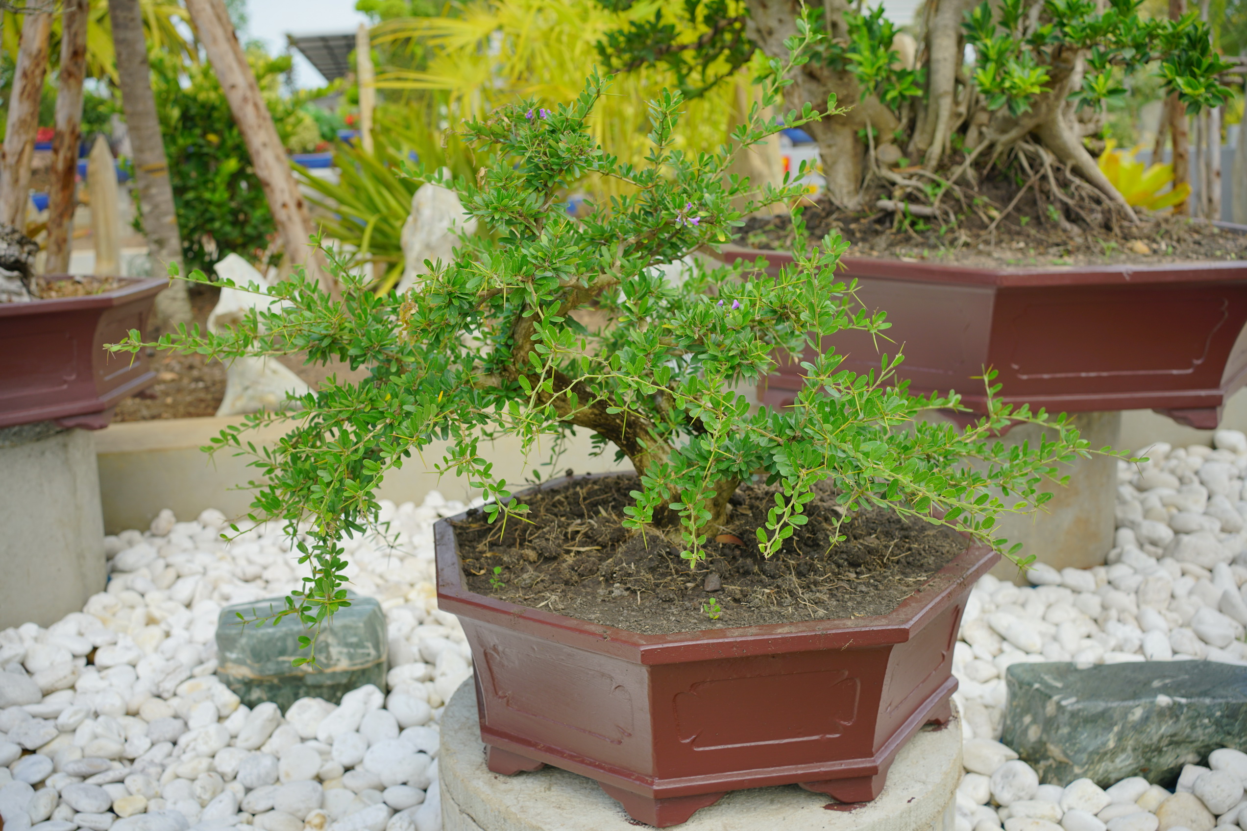 Bonsai (บอนไซ)