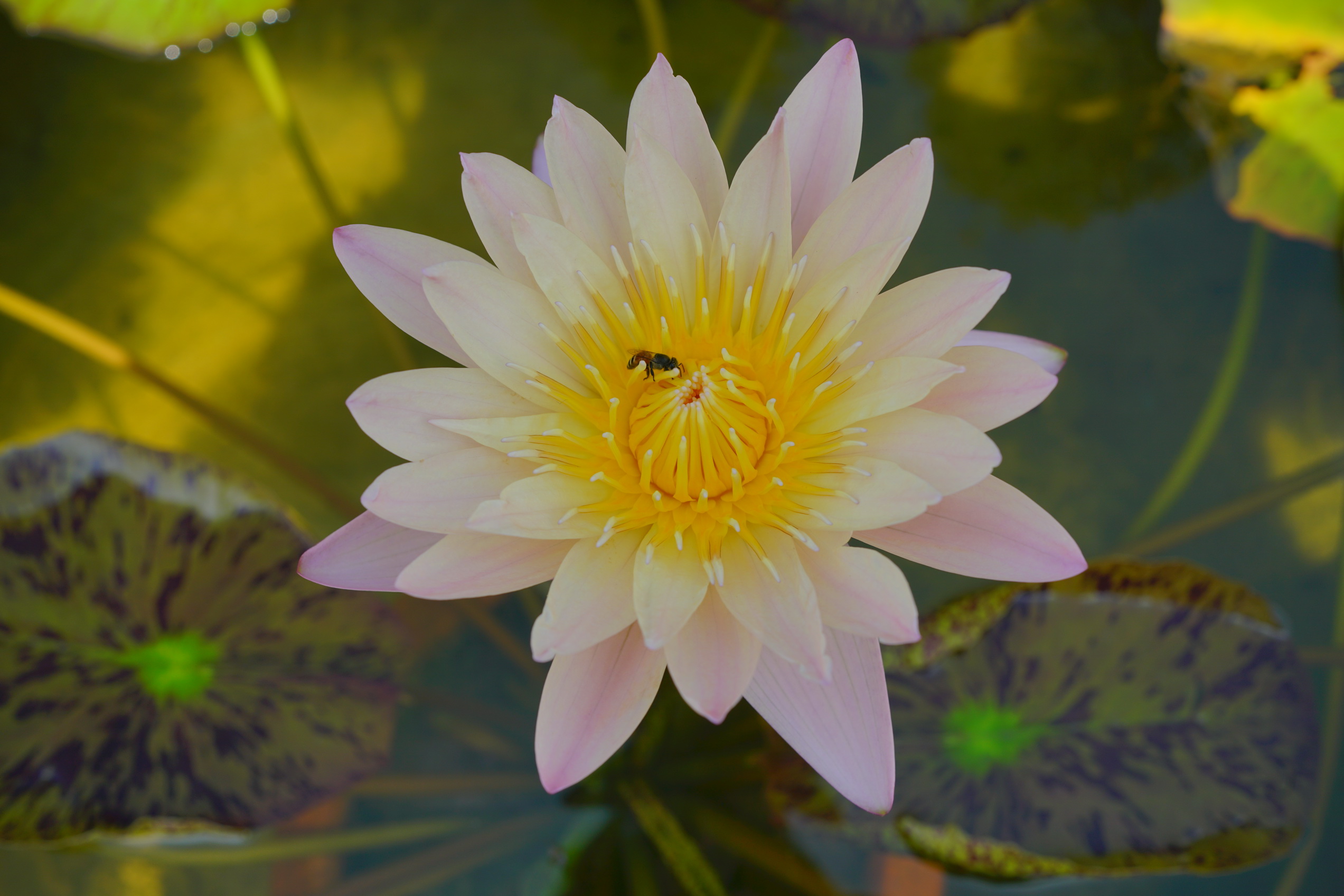 Waterlilies and Aquatic plants (บัวและไม้น้ำ)