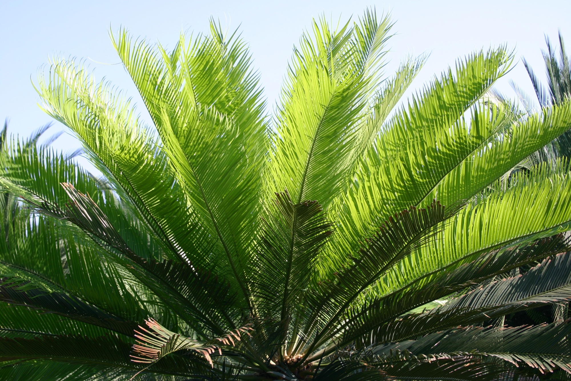 Cycad (ปรง)