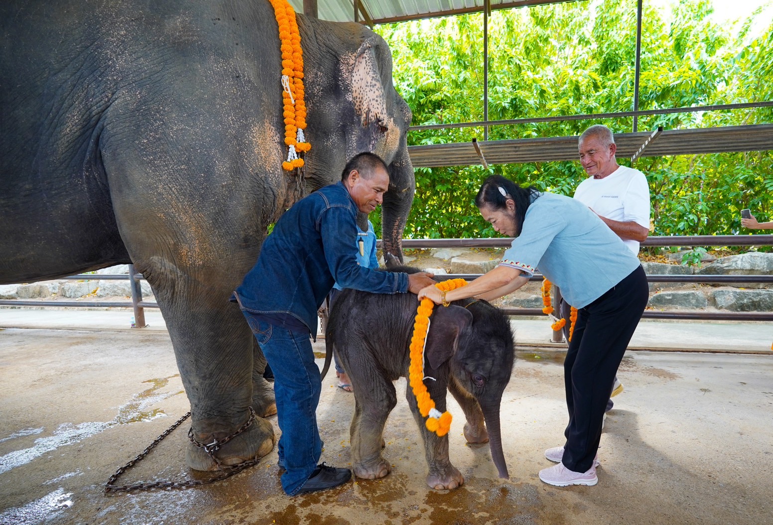 Ceremony welcoming the first elephant born in 2024 at the Nongnooch Pattaya Garden