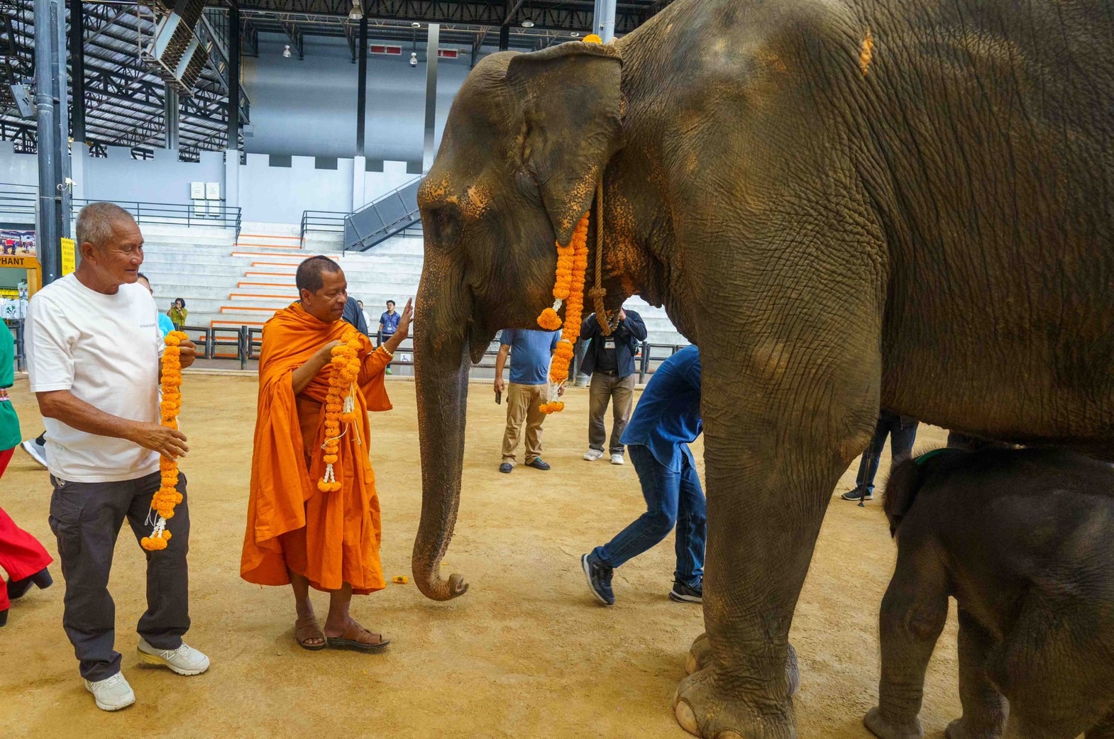 Nongnooch Garden Pattaya Welcomes Three Newborn Elephants in June with ...