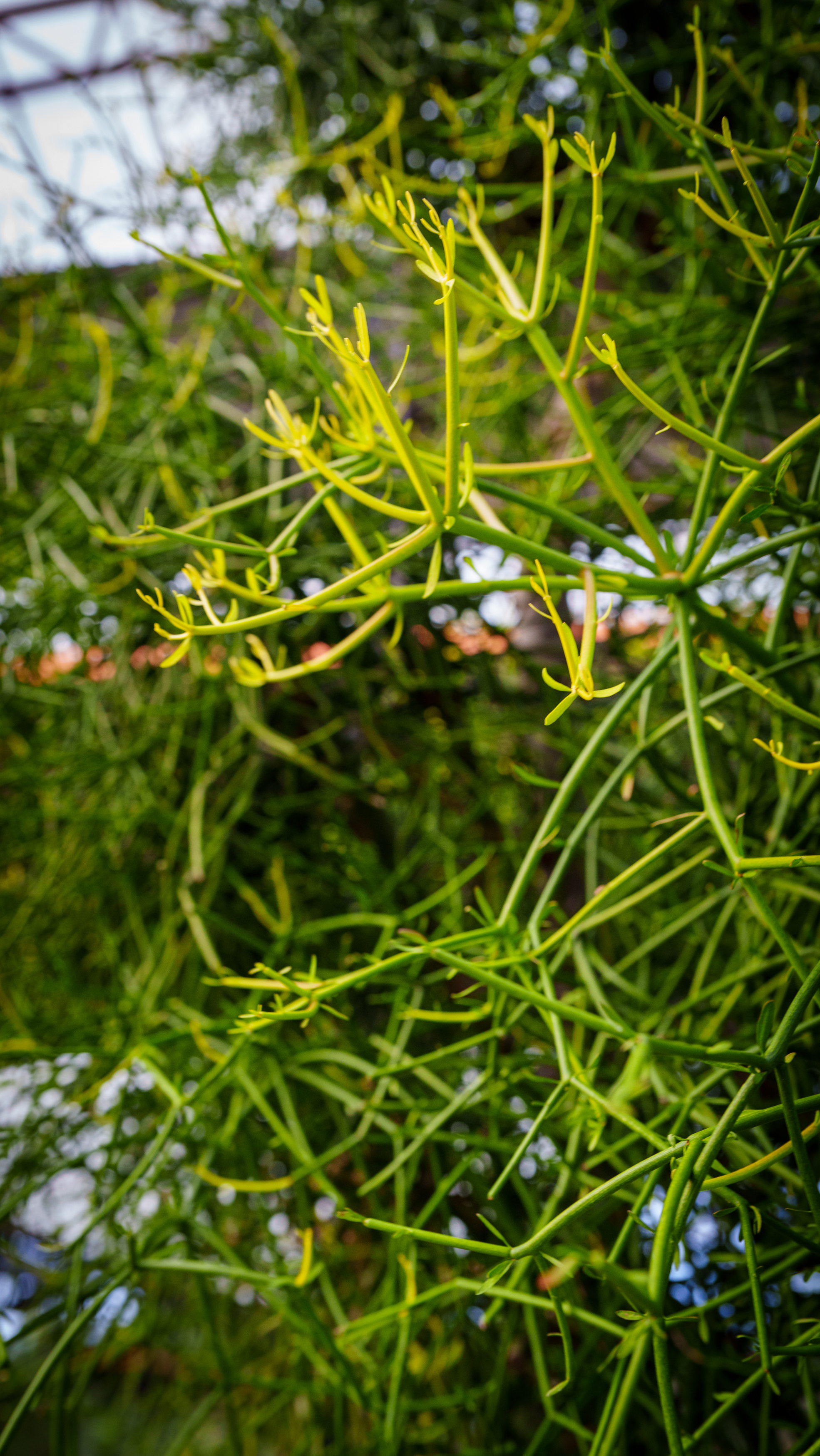 Euphorbia kamponii (พญาไร้ใบยอดทอง) ตั้งเป็นเกียรติแด่คุณ กัมพล ตันสัจจา ประธานสวนนงนุช​พัทยา