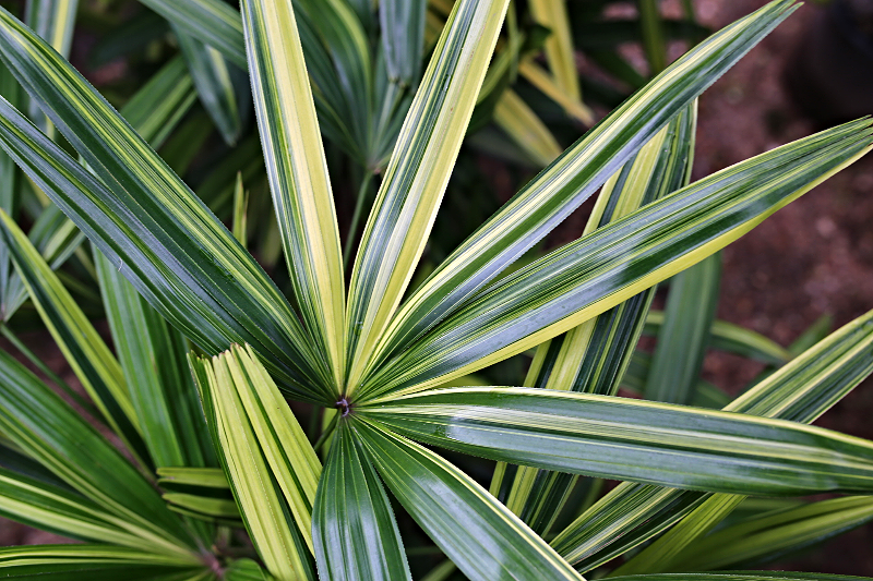 จั๋งด่าง Rhapis Excelsa 