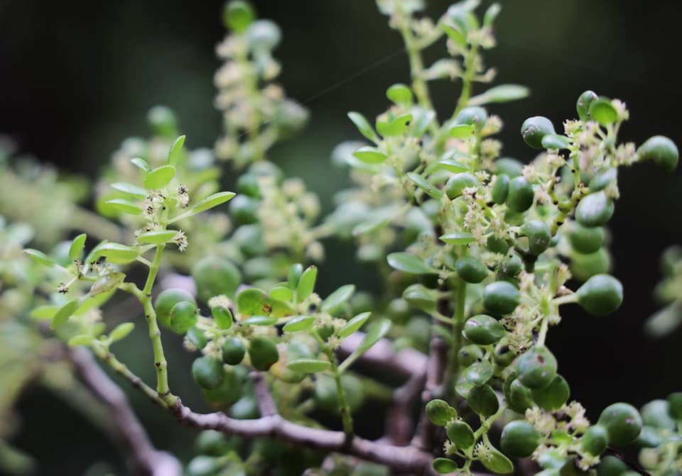 Rediscovery of Pilea carnosa: A Lost Plant Species Found After 112 Years