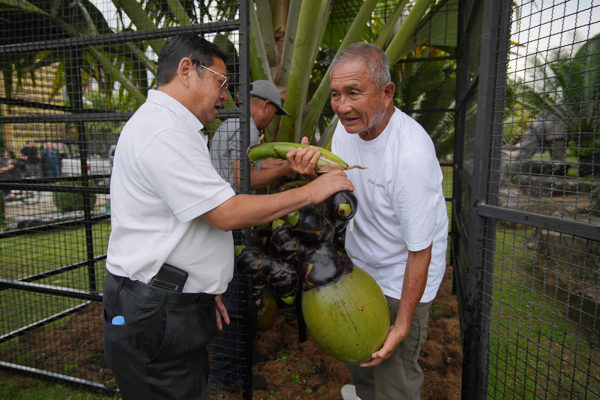 Nongnooch Garden Pattaya, Home to the Largest Number of Sea Coconuts in Asia